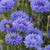 How to Grow Centurea cornflowers seeds