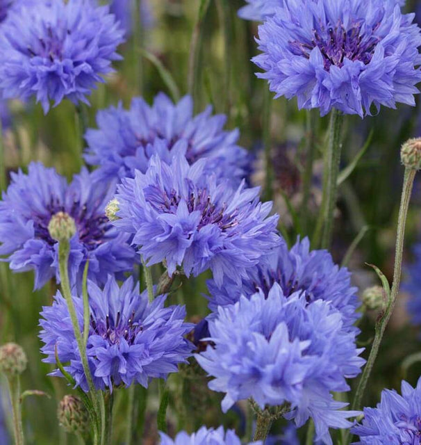 How to Grow Centurea cornflowers seeds