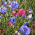 Mixed Cornflowers