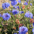 Mixed Cornflowers