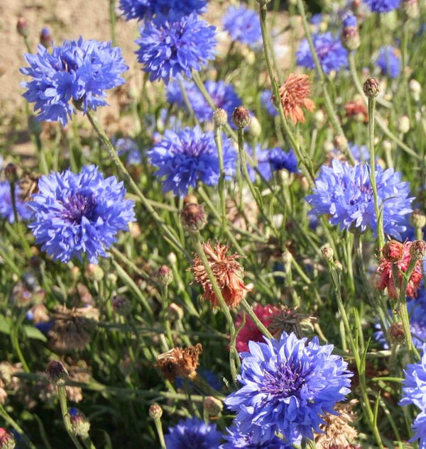 Mixed Cornflowers
