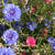 Mixed Cornflowers