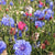 Mixed Cornflowers