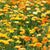 Pacific Beauty Mix Organic