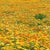 Pacific Beauty Mix Organic