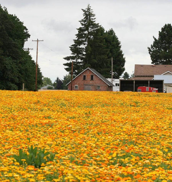 Pacific Beauty Mix Organic