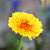 Indian Prince Calendula Seeds