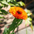 Indian Prince Calendula Seeds