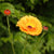 Indian Prince Calendula Seeds