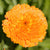 Indian Prince Calendula Seeds