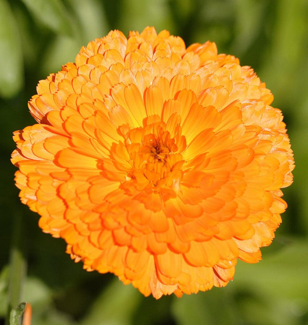Indian Prince Calendula Seeds