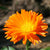 Single Orange