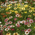 Painted Daisies