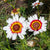 Painted Daisies