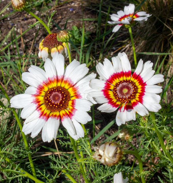 Painted Daisies