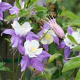 Aquilegia Columbine Seeds