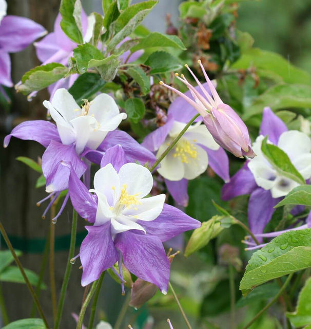 Aquilegia Columbine Seeds