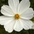 Purity