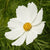 Purity