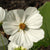 Purity