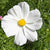 Purity