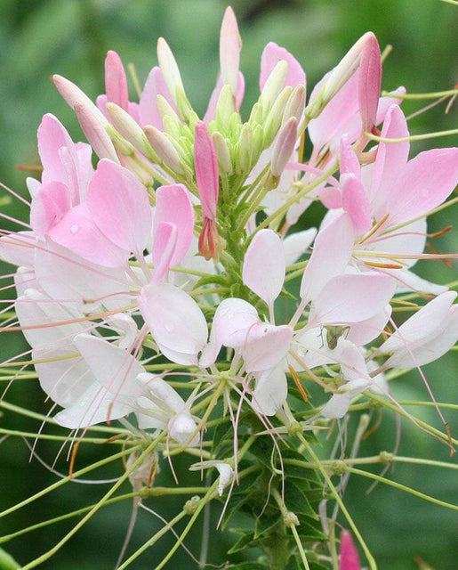 Spider Flower Cleome Seeds