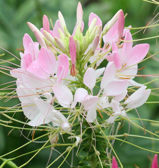 spider plant with pink flowers Spider Flower