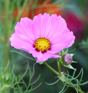 Hummingbird Collection – West Coast Seeds