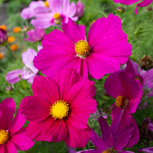 Hamingbird Sourcream 158 ハミングバード サワークリーム