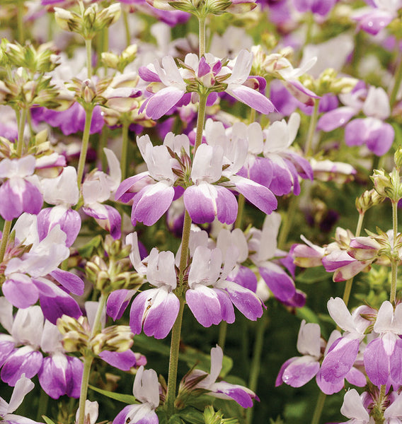 chinese houses flower seeds Chinese Houses – West Coast Seeds