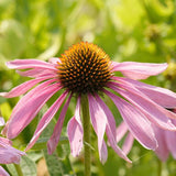 Coneflowers Purple