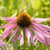 Coneflowers Purple