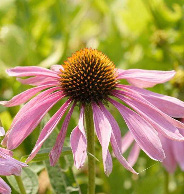 Coneflowers Purple