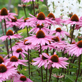 How to Grow Echinacea Coneflowers Purple