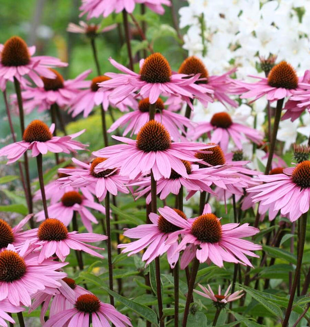 How to Grow Echinacea Coneflowers Purple