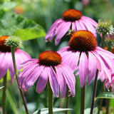Coneflowers Purple
