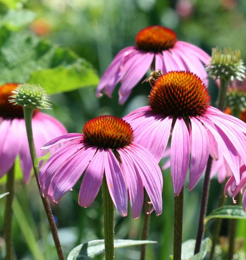 Coneflowers Purple