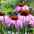 Coneflowers Purple