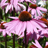 Coneflowers Purple