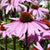 Coneflowers Purple