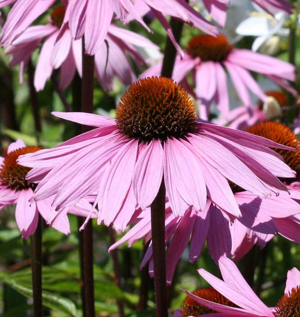 Coneflowers Purple