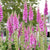 Foxgloves Purple
