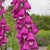 Foxgloves Purple