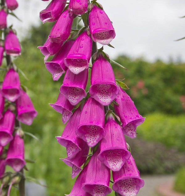 Foxgloves Purple