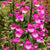 Foxglove