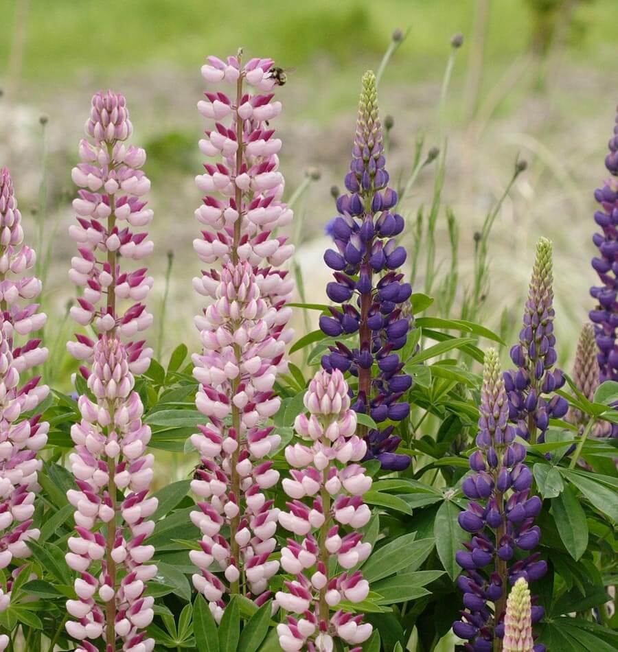 50 Russell Lupine Seeds - Perennial Flower Mix (Red, Purple, Pink, Blue/White) - Easy To Grow, Zone 3-8