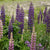 Russell Hybrids