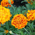 French Marigold Sparky Mix