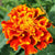 French Marigold Sparky Mix