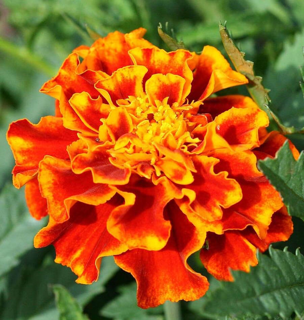 French Marigold Sparky Mix